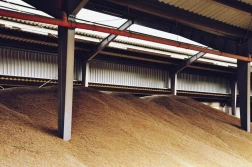 Połowa marca'24: niewielka korekta cen zbóż w skupach
