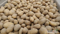 Sprzedam ziemniaki odmiana Belmondo kaliber 30-45 oraz 45+ opakowanie big bag 